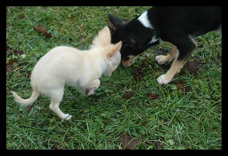 Chihuahua Alma - Hmm -hvad mon Cristo har fundet... billede 11