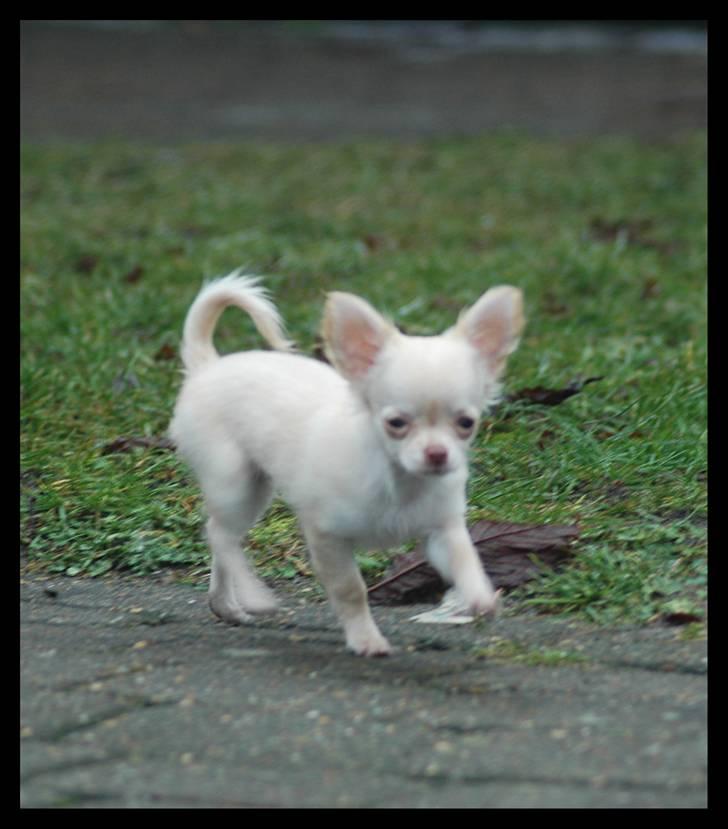 Chihuahua Alma billede 13