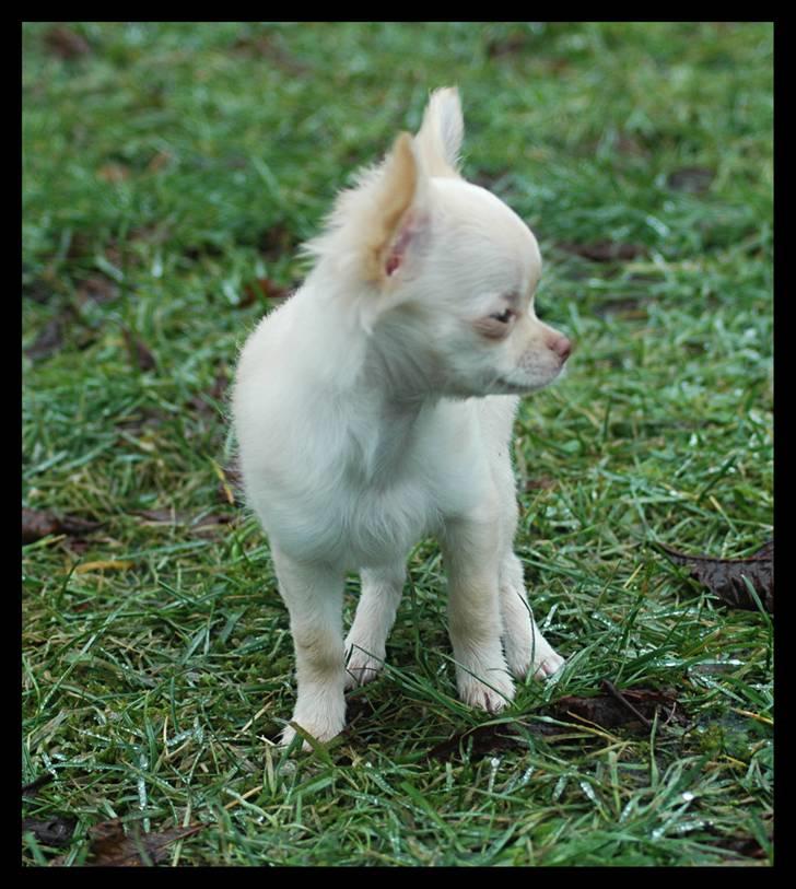 Chihuahua Alma - Prinsesse!!! billede 14