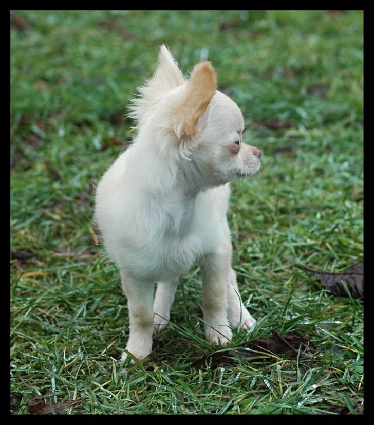 Chihuahua Alma billede 15