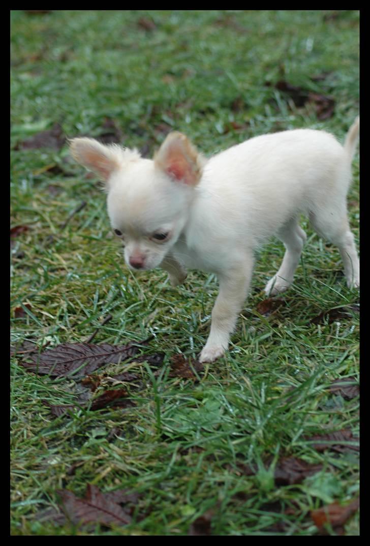 Chihuahua Alma billede 16