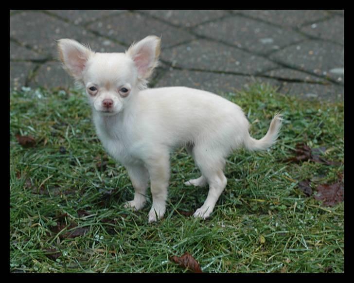 Chihuahua Alma billede 17