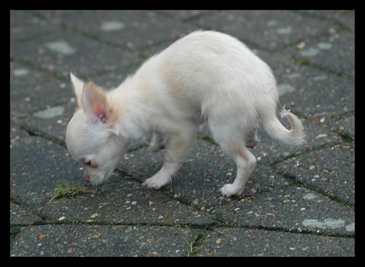 Chihuahua Alma billede 18