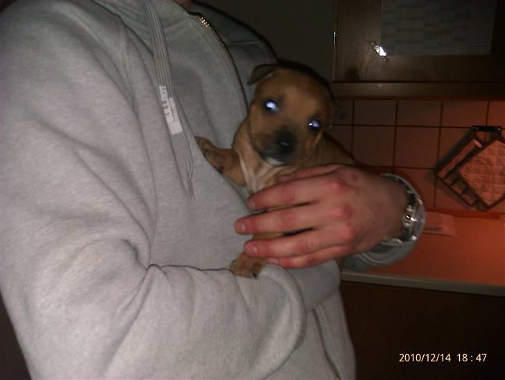 Staffordshire bull terrier Milo billede 1