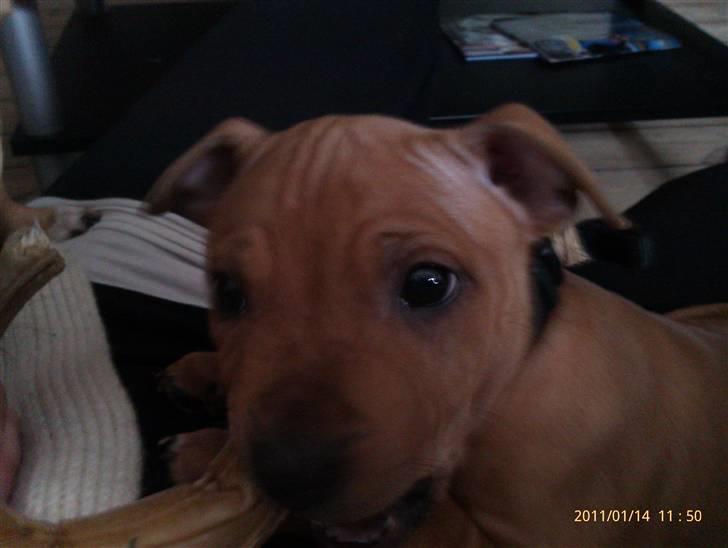 Staffordshire bull terrier Milo billede 2