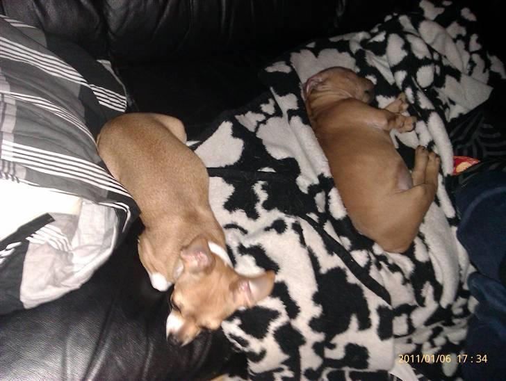 Staffordshire bull terrier Milo billede 3