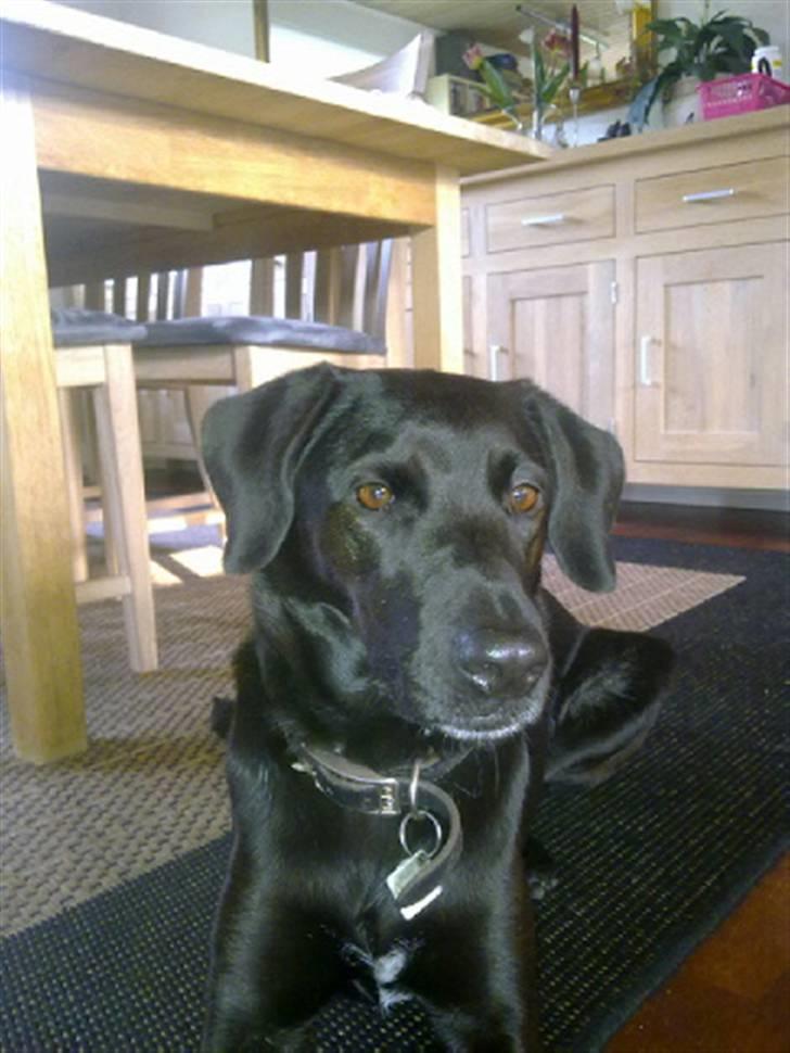 Blanding af racer lady billede 11