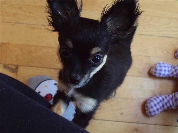 Chihuahua Mafalda billede 1