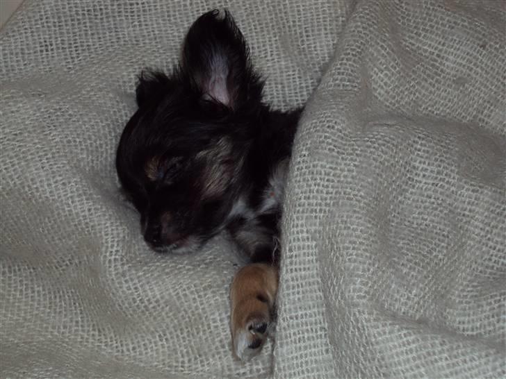 Chihuahua Mafalda billede 2