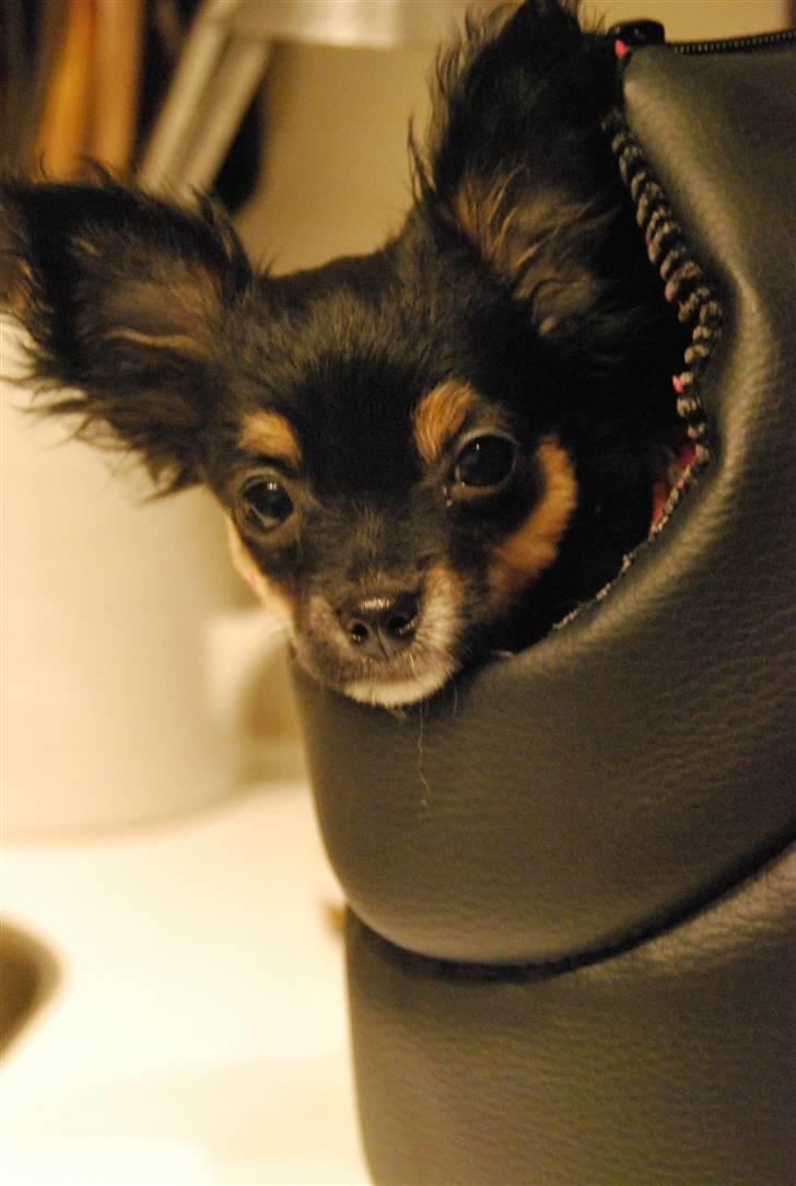 Chihuahua Mafalda billede 3