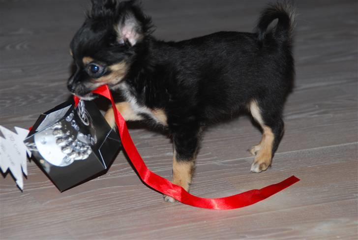 Chihuahua Mafalda billede 4