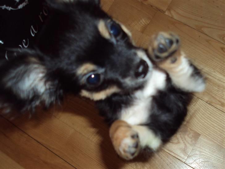 Chihuahua Mafalda billede 5