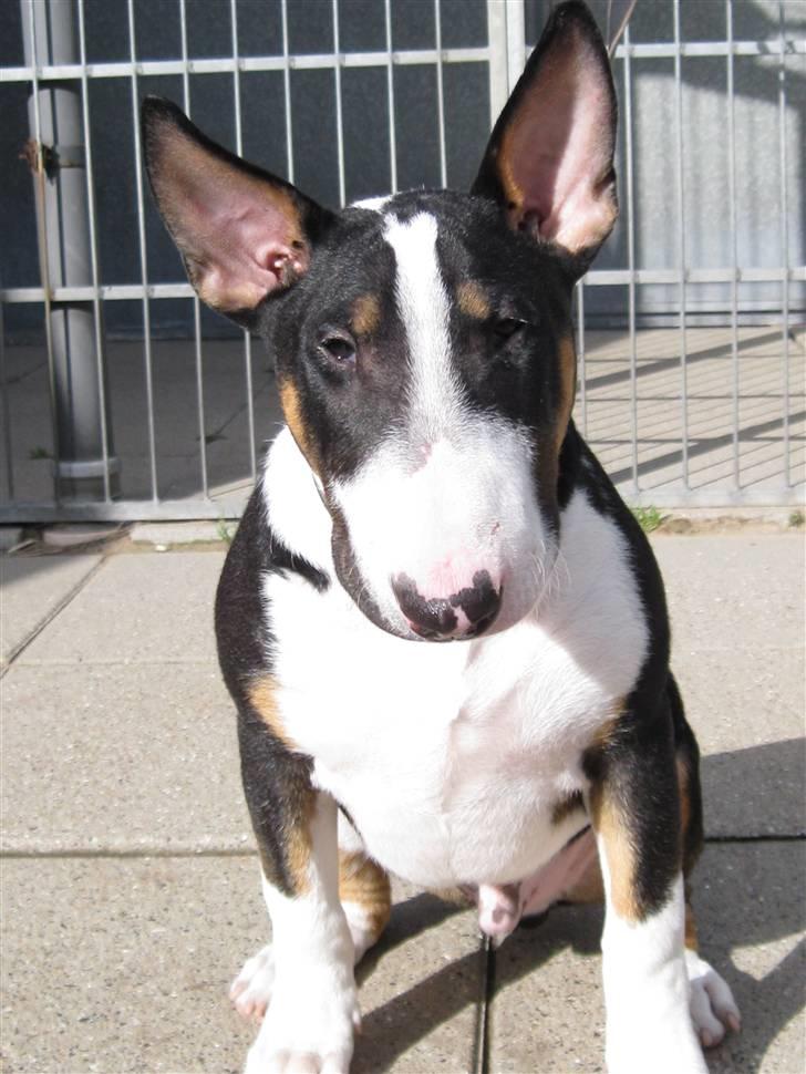 Bullterrier Pablo - Pablo 4 mdr. billede 13