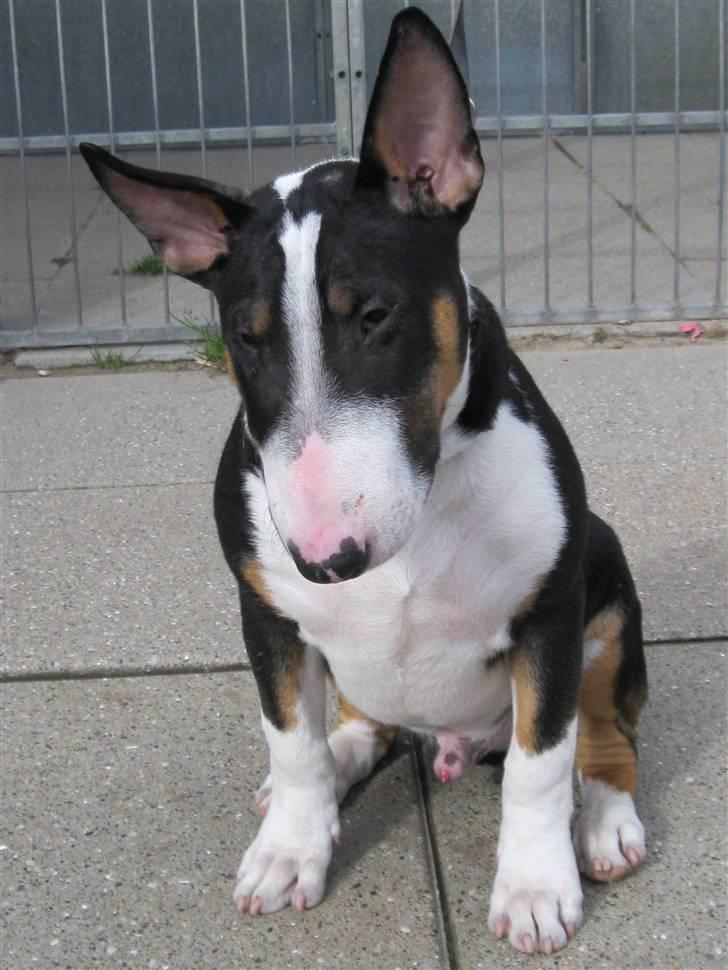 Bullterrier Pablo - Pablo 4 mdr. billede 14