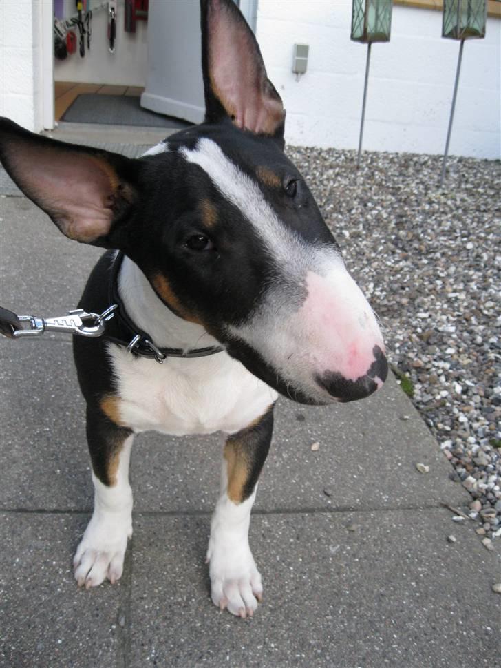 Bullterrier Pablo billede 15