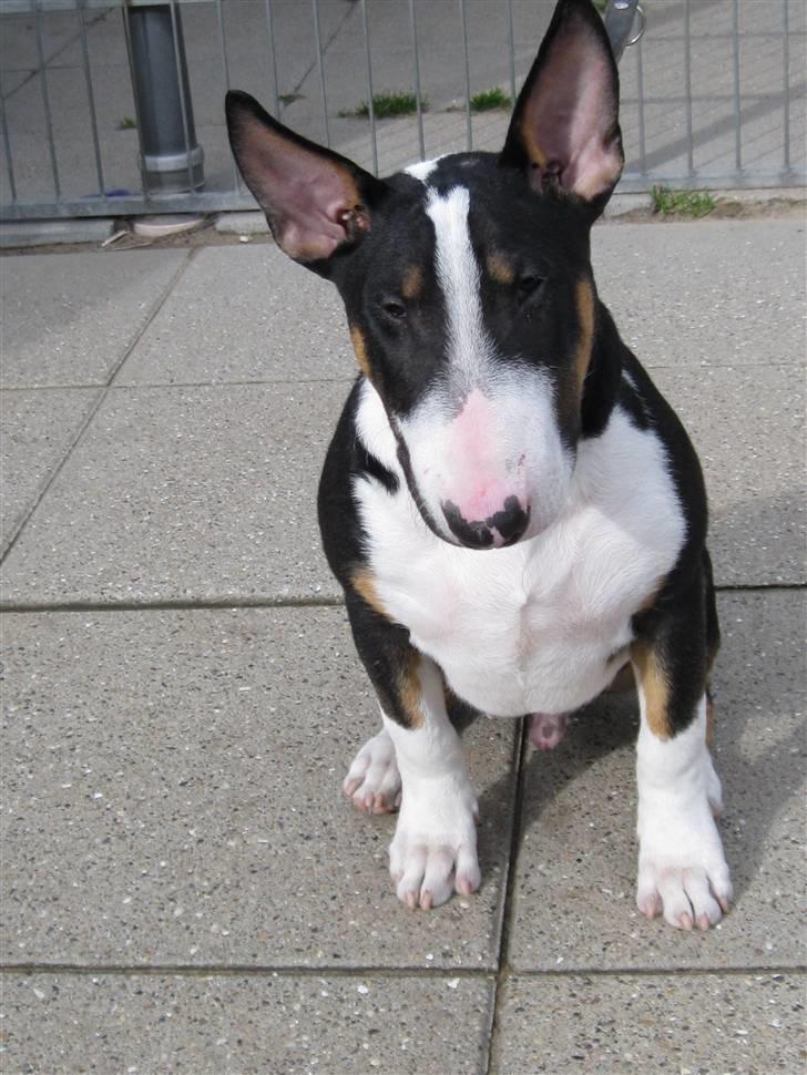 Bullterrier Pablo billede 16