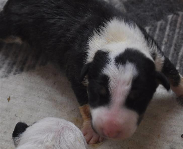 Bullterrier Pablo - Pablo 1 uge gammel billede 17