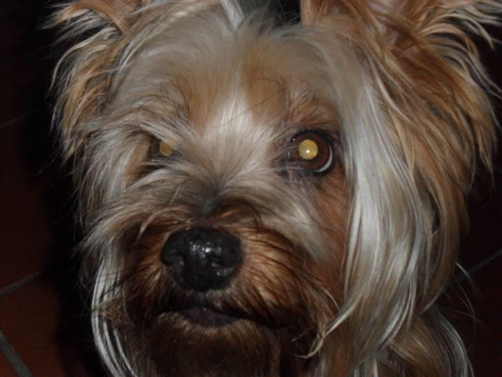 Australian silky terrier Bessi billede 1