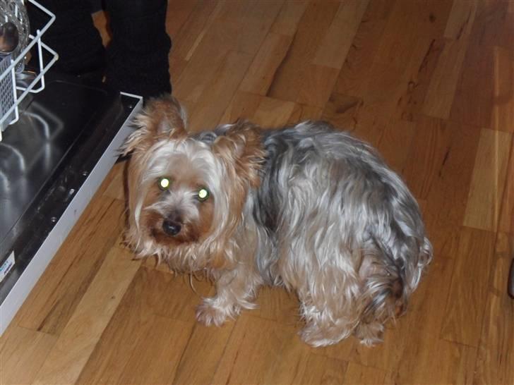 Australian silky terrier Bessi billede 2