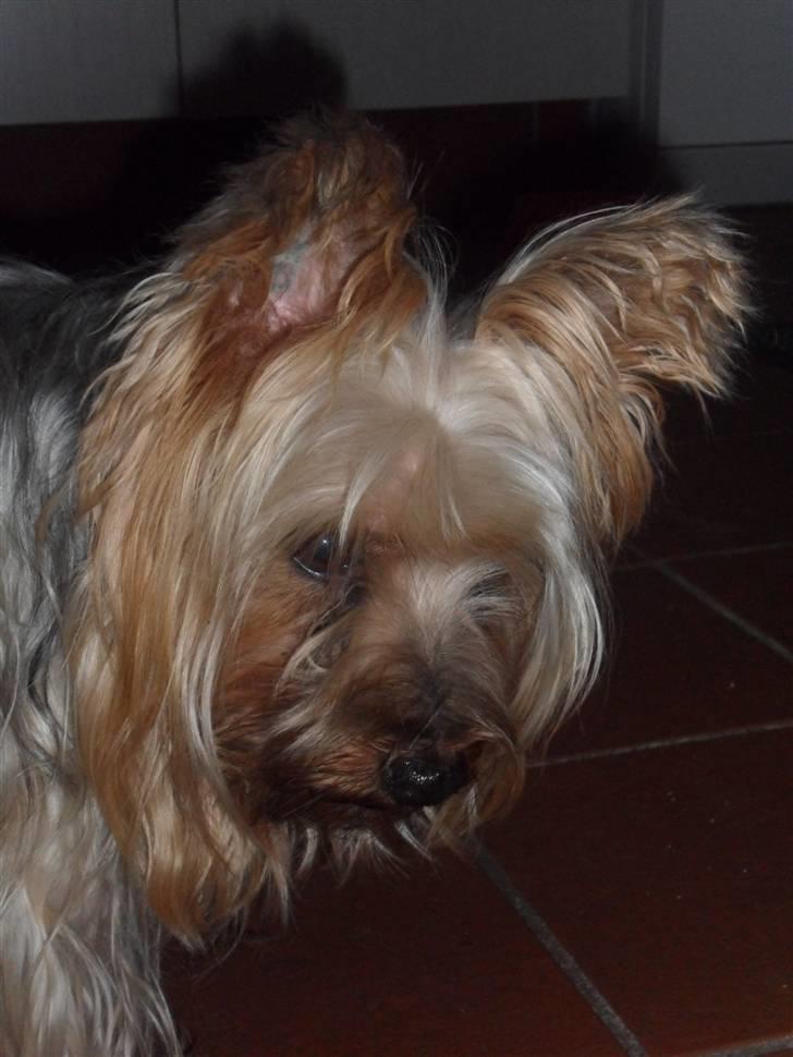 Australian silky terrier Bessi billede 3