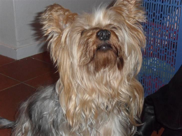 Australian silky terrier Bessi billede 4