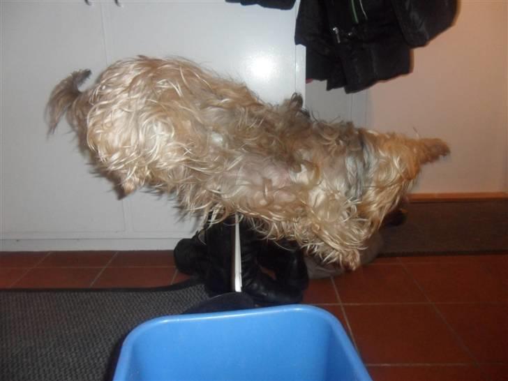 Australian silky terrier Bessi billede 5