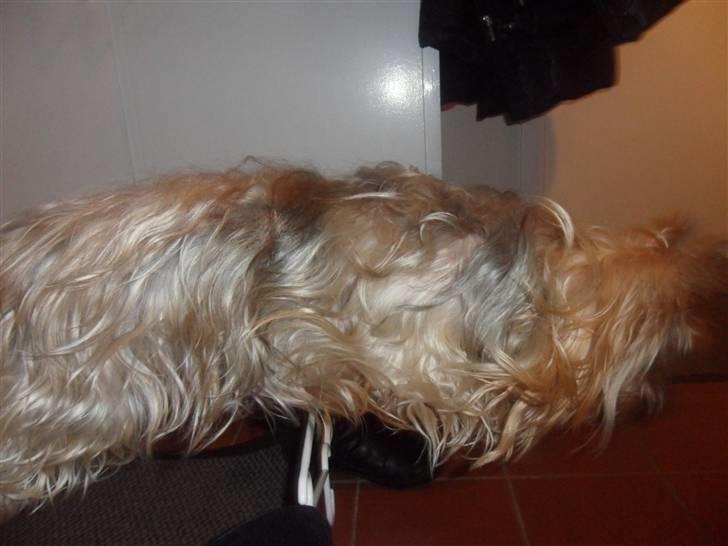 Australian silky terrier Bessi billede 6