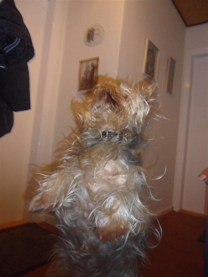 Australian silky terrier Bessi billede 7