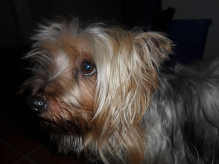 Australian silky terrier Bessi billede 8