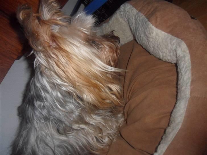 Australian silky terrier Bessi billede 9