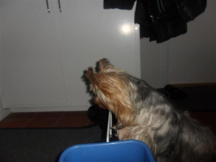 Australian silky terrier Bessi billede 10