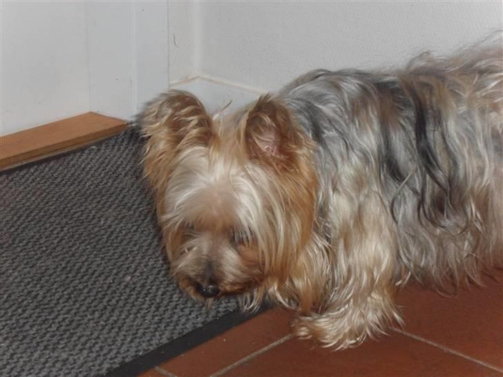 Australian silky terrier Bessi billede 11