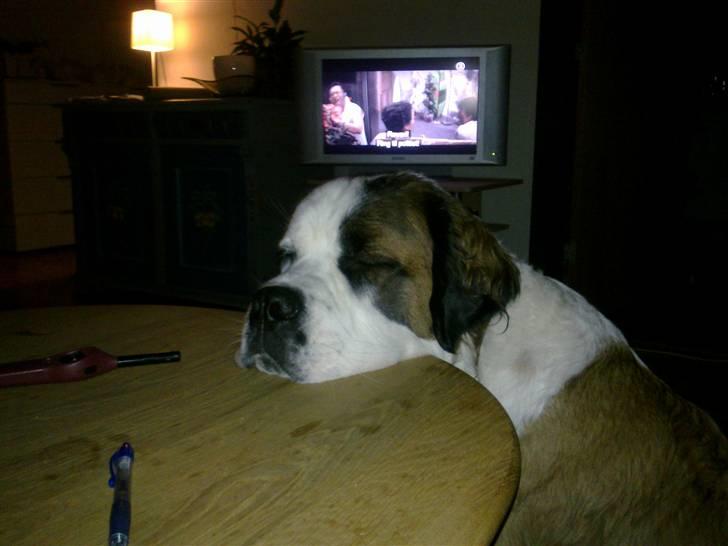 Blanding af racer Odin (Himmelhund) - En træt hund billede 6