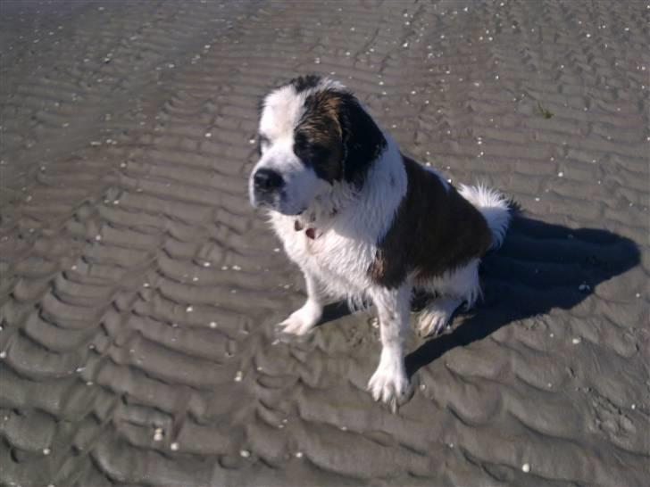 Blanding af racer Odin (Himmelhund) - På stranden i Hals billede 7