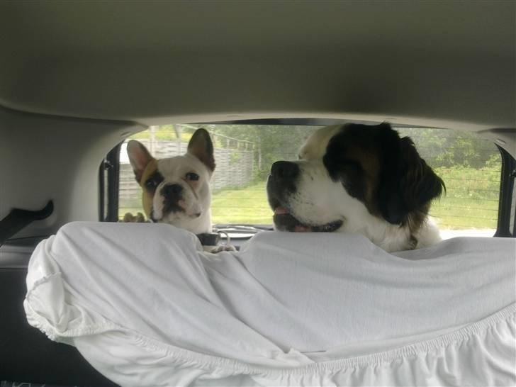 Blanding af racer Odin (Himmelhund) - Freja og Odin "on the road again" billede 8