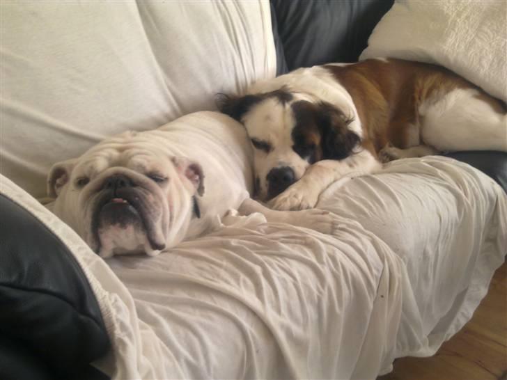 Blanding af racer Odin (Himmelhund) - Frida og Odin har indtaget sofaen billede 10