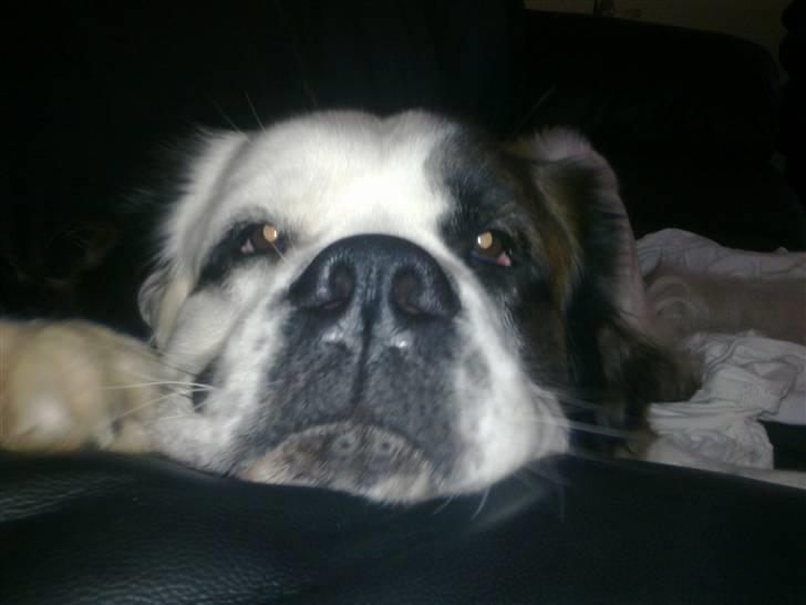 Blanding af racer Odin (Himmelhund) - Nus .... NU!!! billede 11