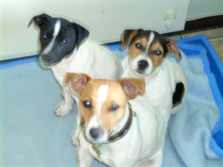 Jack russell terrier Gizzy - Gizzy´s bror øverst til venstre med det sorte hoved, og GIzzy ved siden af, og så deres mor foran:* billede 12