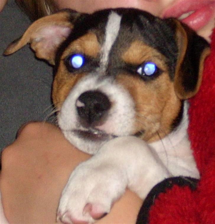 Jack russell terrier Gizzy - Gizzy ligger og putter lidt ;b     -(har beskåret billedet fordi det er min sis der ligger og sover med ham, og hun vil ikke være med på billedet..) billede 13