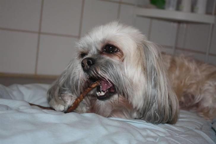 Lhasa apso '~'Emmi'~' 4 år - Her har jeg fået en grisehale, nytåraften 2010-2011, og det smagte så godt, at jeg ikke hørte at luften nærmest var ved at springe i luften:)) billede 6