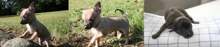 Chihuahua '~'Bailey'~' (Basse mand) - Billeder fra da jeg var lille:O) billede 14