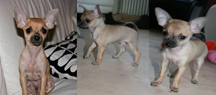 Chihuahua '~'Bailey'~' (Basse mand) - Billeder mor fik sendt inden jeg kom hjem:O) billede 12