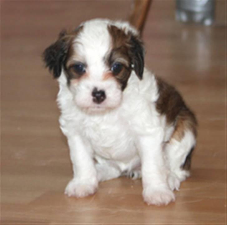 Chinese crested powder puff Chantilly billede 1
