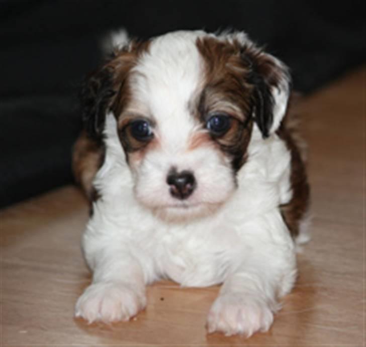 Chinese crested powder puff Chantilly billede 2