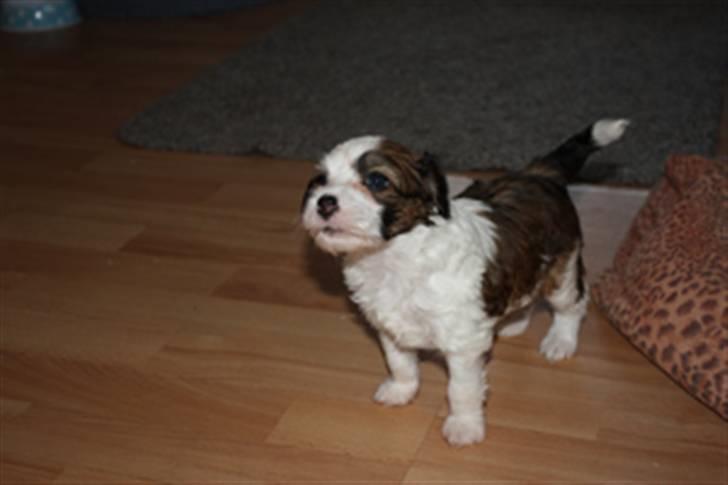 Chinese crested powder puff Chantilly billede 3