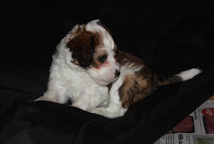 Chinese crested powder puff Chantilly billede 4