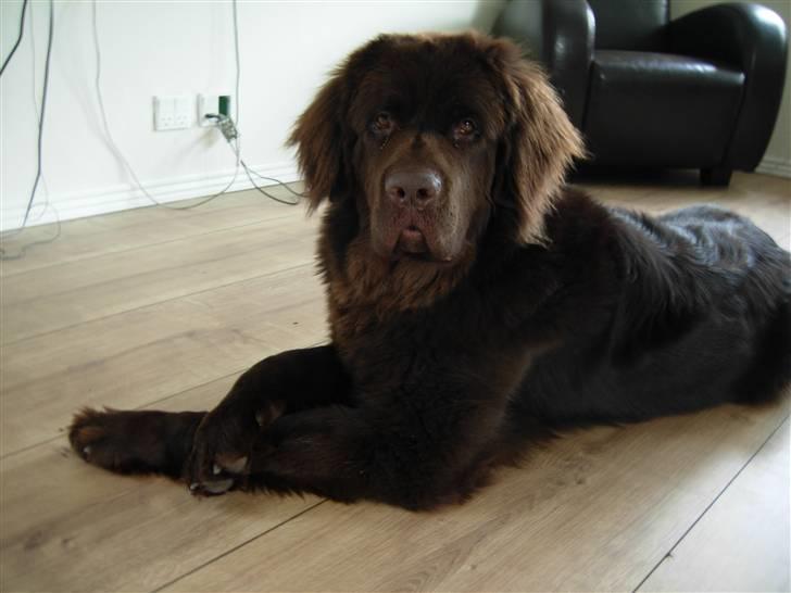 Newfoundlænder Alma - Selvom man kan have hele hovedet nede i toilettet en gang imellem er man vel stadig en dame, så naturligvis skal poterne da krydses når der bliver taget billeder... :0) billede 1
