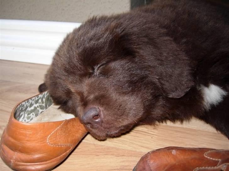 Newfoundlænder Alma - Der soves meget når man er hvalp billede 2