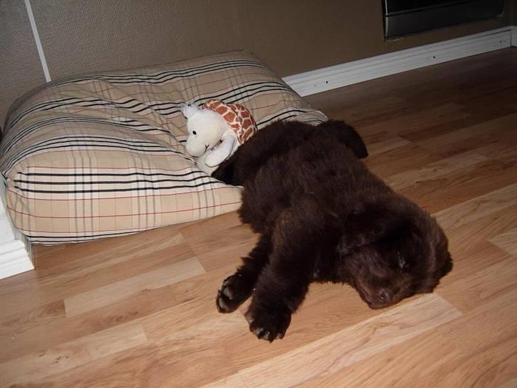 Newfoundlænder Alma - Alma sover næsten på sin pude billede 3