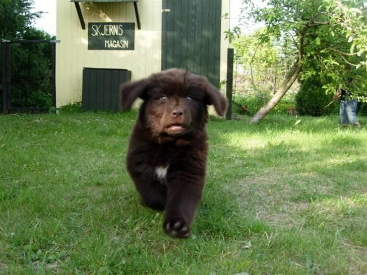 Newfoundlænder Alma - Alma i løb ude i haven billede 4